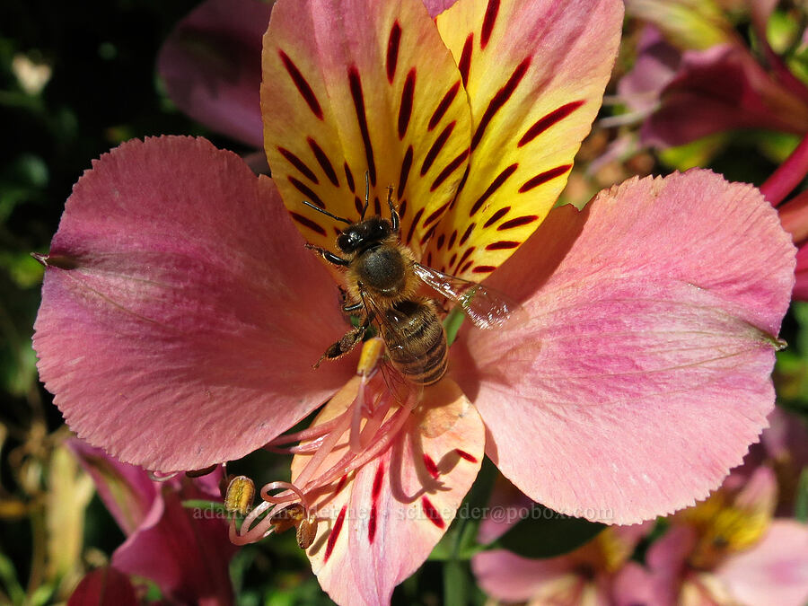 honeybee on alstroemeria [Knapp Street, Portland, Multnomah County, Oregon]