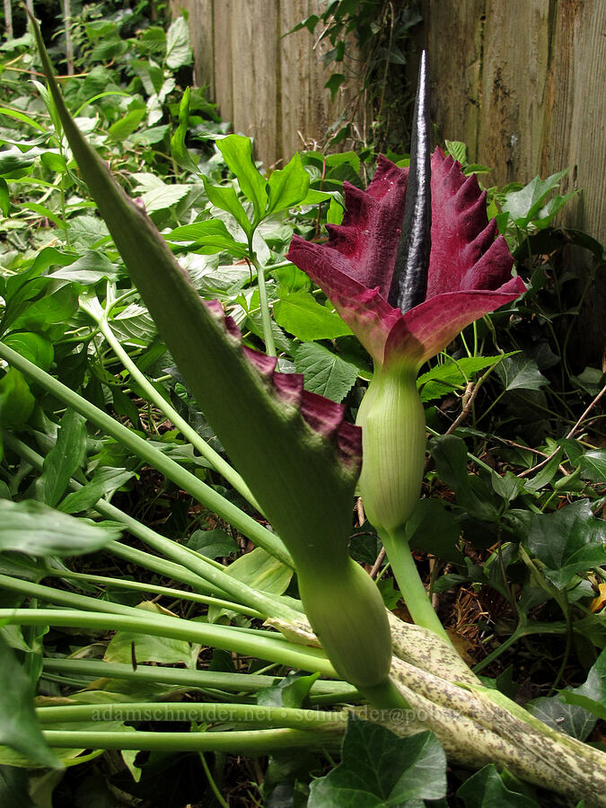 dragon arum [Knapp Street, Portland, Multnomah County, Oregon]