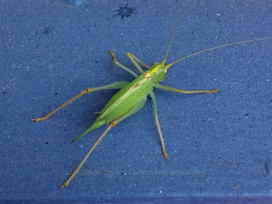 drumming katydid (Meconema thalassinum) [Knapp Street, Portland, Multnomah County, Oregon]