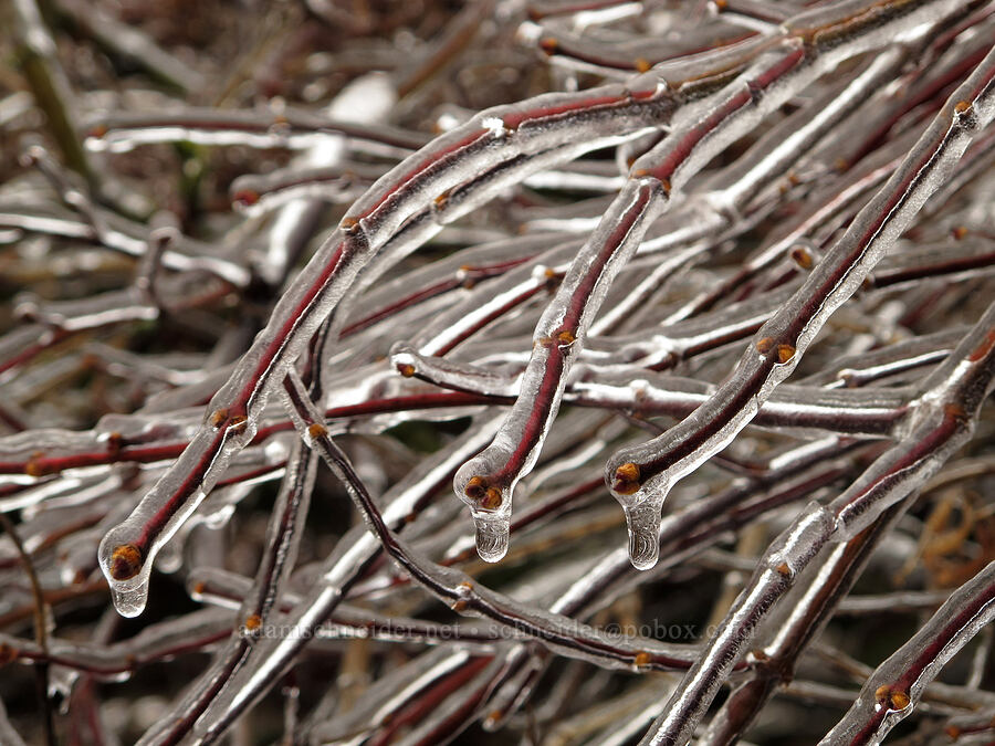 ice on Japanese maple [Knapp Street, Portland, Multnomah County, Oregon]