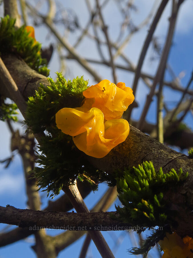 witches' butter (Tremella mesenterica) [Knapp Street, Portland, Multnomah County, Oregon]