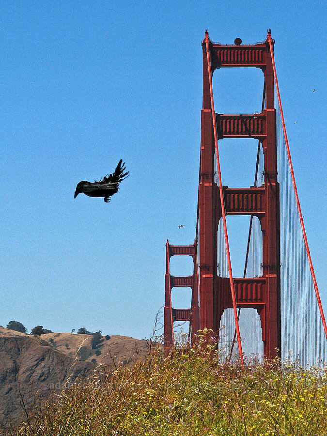 crow & Golden Gate Bridge [Fort Point, San Francisco, San Francisco County, California]