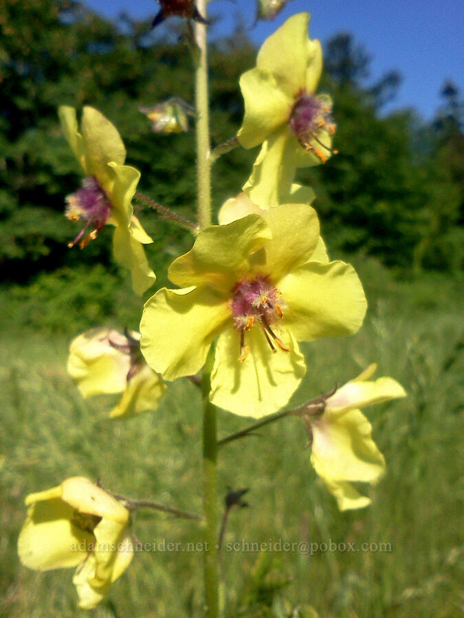 moth mullein (Verbascum blattaria) [Eco Park, Canby, Clackamas County, Oregon]