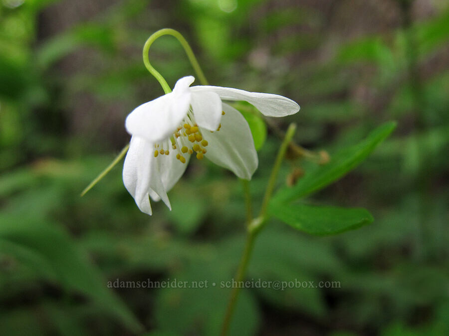 false rue anemone (Enemion biternatum (Isopyrum biternatum)) [County Road 42, Alexandria, Douglas County, Minnesota]