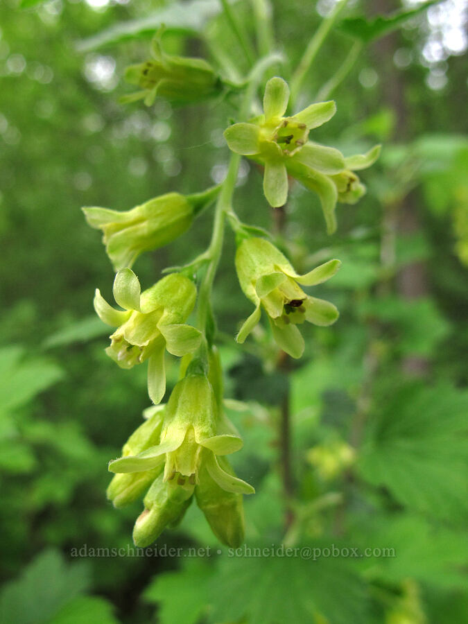 black currant flowers (Ribes americanum) [County Road 42, Alexandria, Douglas County, Minnesota]