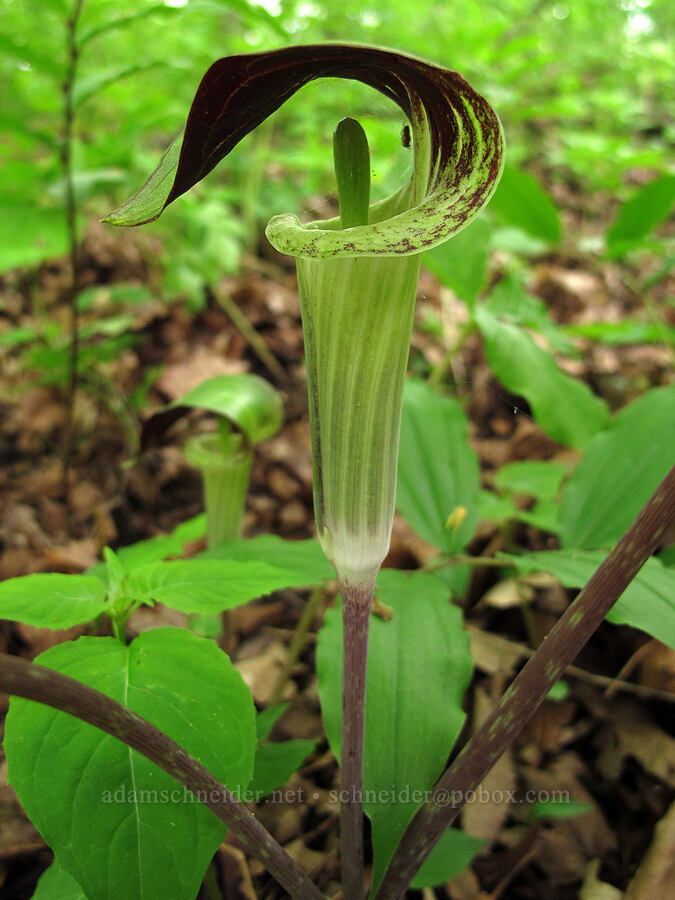 jack-in-the-pulpit (Arisaema triphyllum) [County Road 42, Alexandria, Douglas County, Minnesota]
