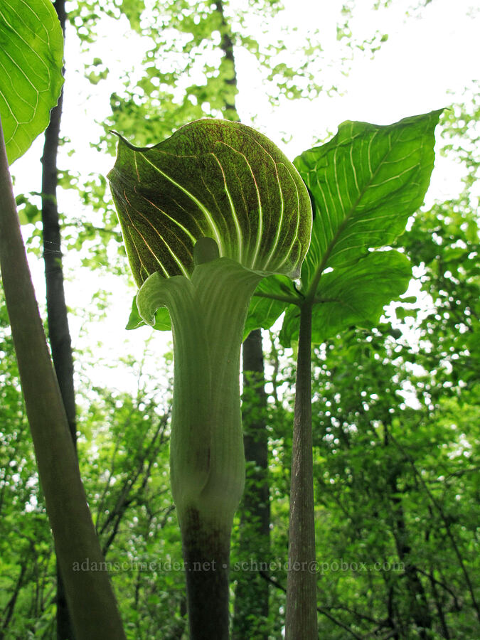 jack-in-the-pulpit (Arisaema triphyllum) [County Road 42, Alexandria, Douglas County, Minnesota]
