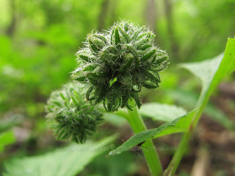 Virginia waterleaf, budding (Hydrophyllum virginianum) [County Road 42, Alexandria, Douglas County, Minnesota]