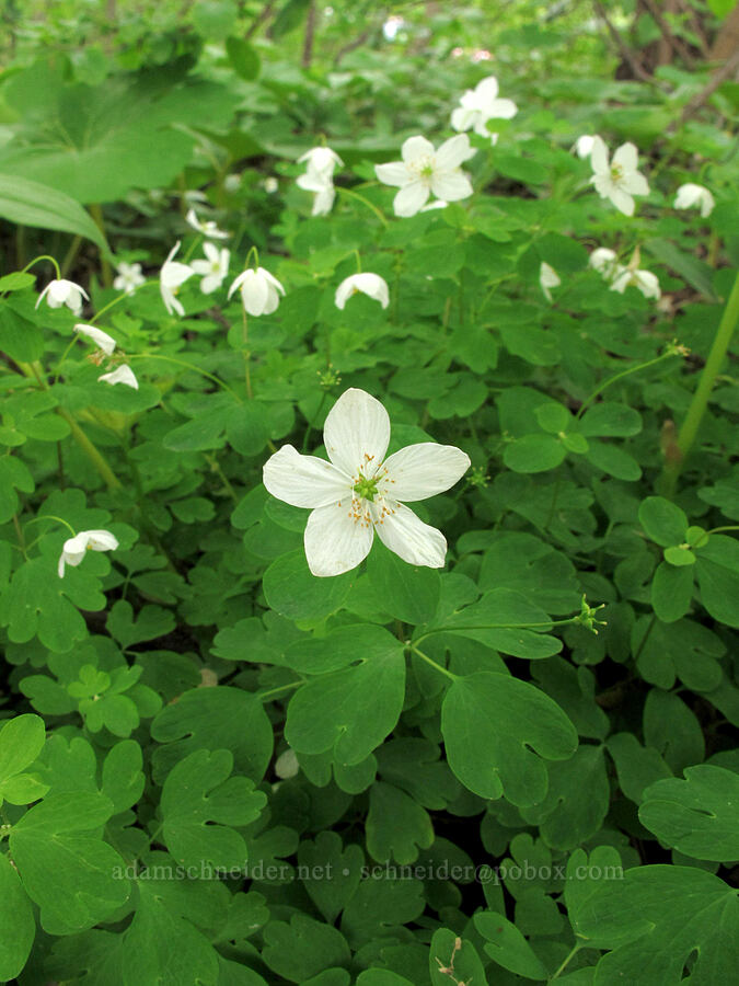 false rue anemones (Enemion biternatum (Isopyrum biternatum)) [County Road 42, Alexandria, Douglas County, Minnesota]