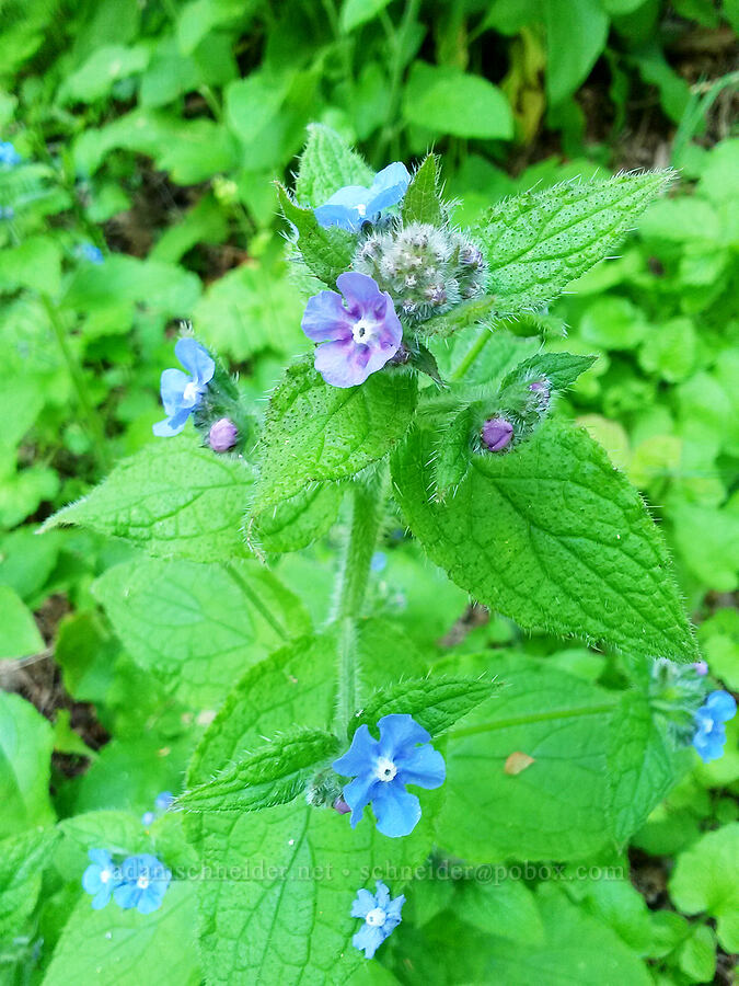 green alkanet (Pentaglottis sempervirens) [Dallas City Park, Dallas, Polk County, Oregon]