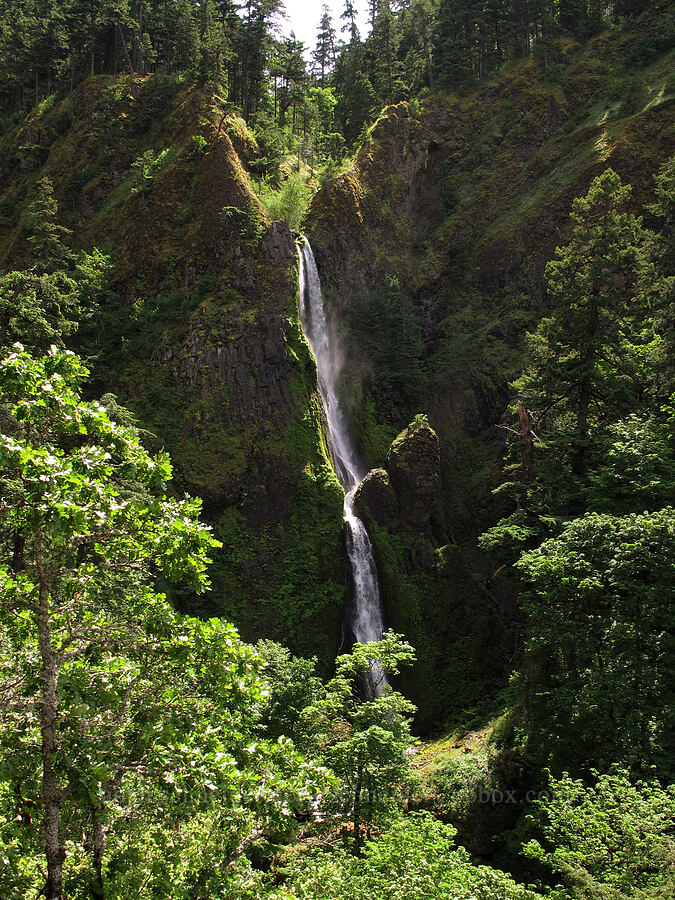 Starvation Creek Falls [Starvation Creek, Columbia River Gorge, Hood River County, Oregon]