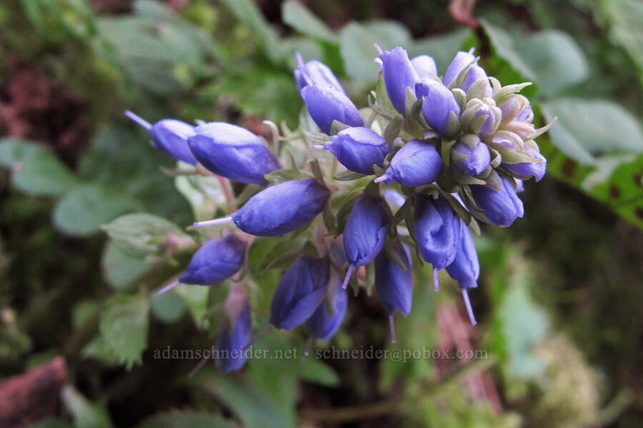 Columbia kittentails (Synthyris missurica ssp. stellata (Veronica missurica ssp. stellata)) [Elowah Falls Trail, Columbia River Gorge, Multnomah County, Oregon]