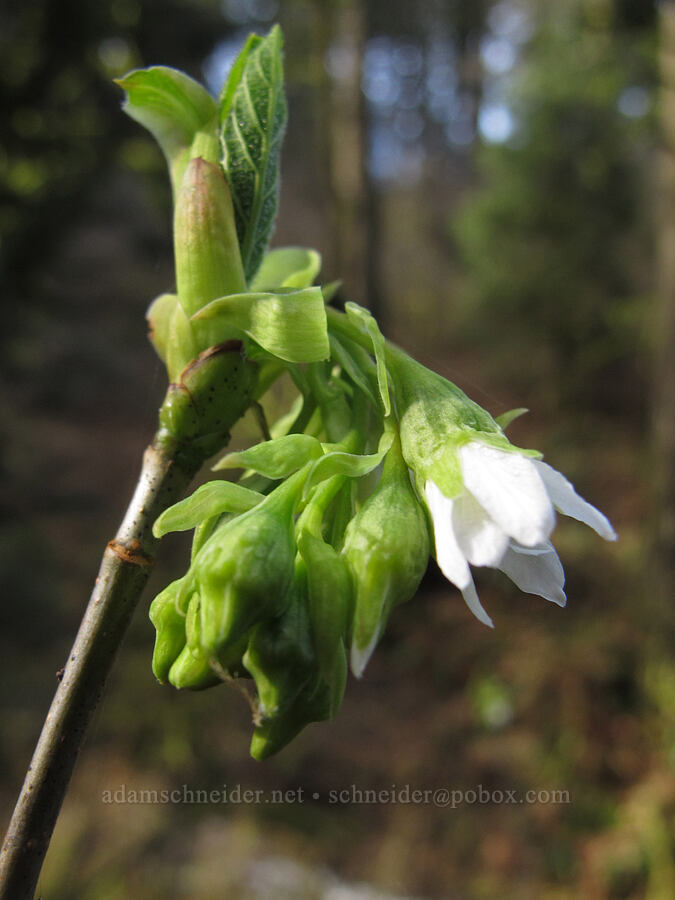 Indian plum (osoberry) (Oemleria cerasiformis) [Latourell Falls Trail, Columbia River Gorge, Multnomah County, Oregon]