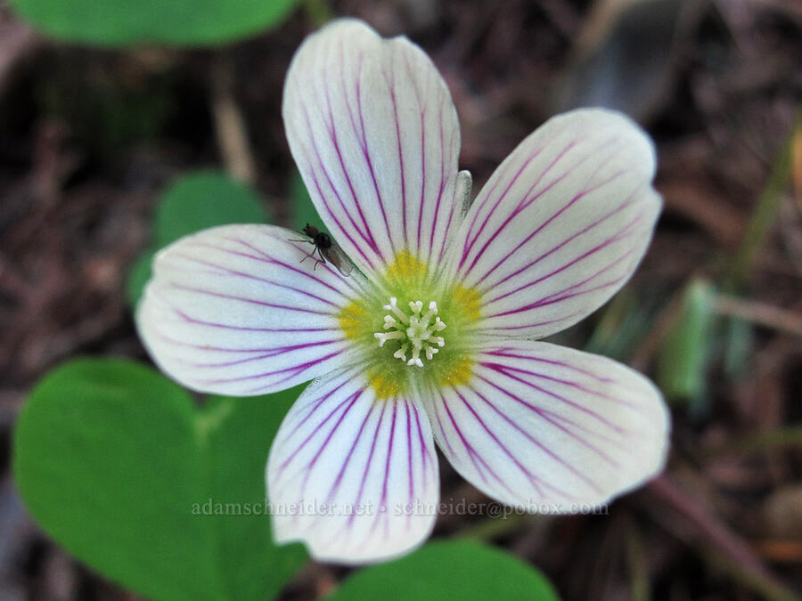 redwood sorrel (Oxalis oregana) [Nellie Corser Wildlife Area, Skamania County, Washington]