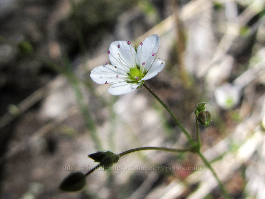 boreal sandwort (Minuartia rubella (Arenaria rubella) (Sabulina rubella)) [Beacon Rock Trail, Beacon Rock State Park, Skamania County, Washington]