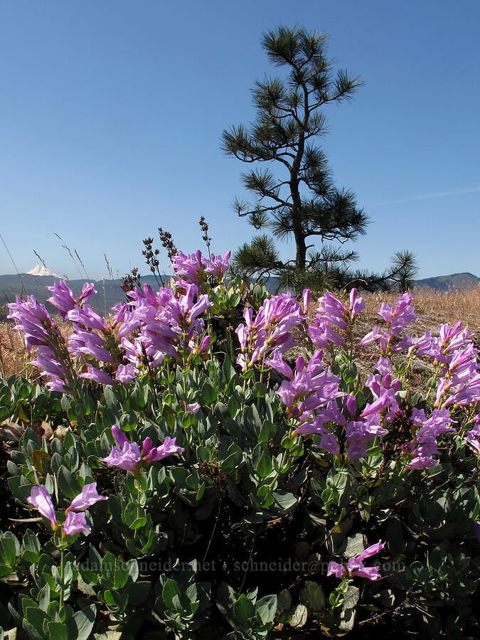 Barrett's penstemon (Penstemon barrettiae) [Catherine Creek, Klickitat County, Washington]