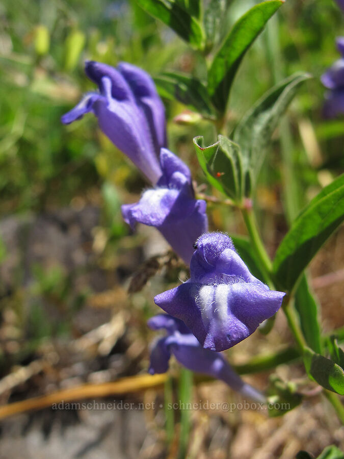narrow-leaf skullcap (Scutellaria angustifolia) [The Labyrinth, Klickitat County, Washington]