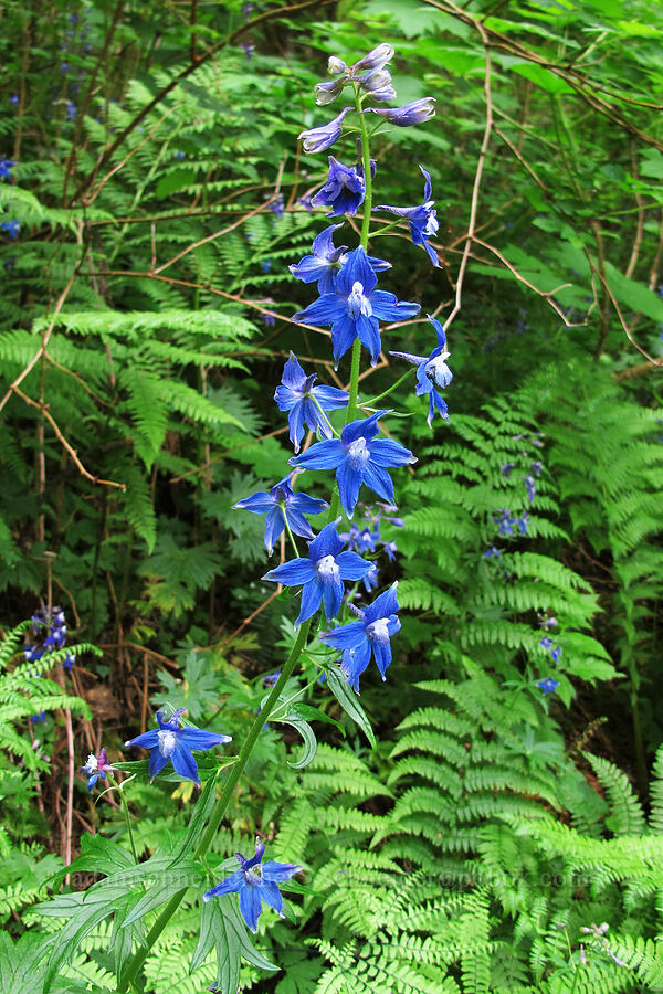 Columbian larkspur (Delphinium trolliifolium) [Wahkeena Trail, Columbia River Gorge, Multnomah County, Oregon]
