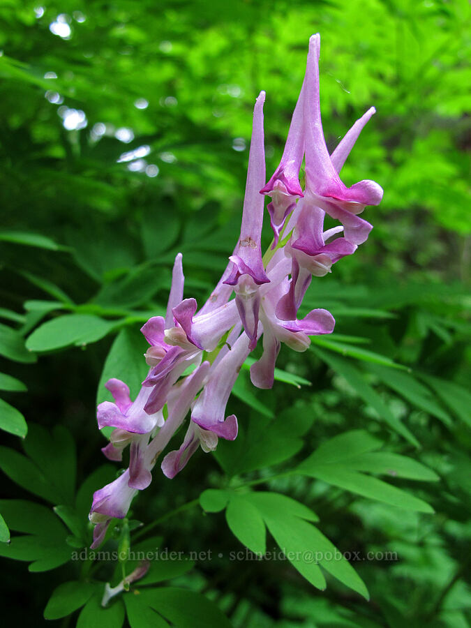 Scouler's corydalis (Corydalis scouleri) [Larch Mountain Trail, Columbia River Gorge, Multnomah County, Oregon]