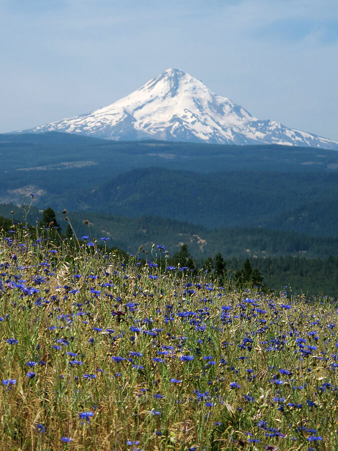 Mt. Hood & bachelor's buttons (Centaurea cyanus) [Tom McCall Preserve, Wasco County, Oregon]
