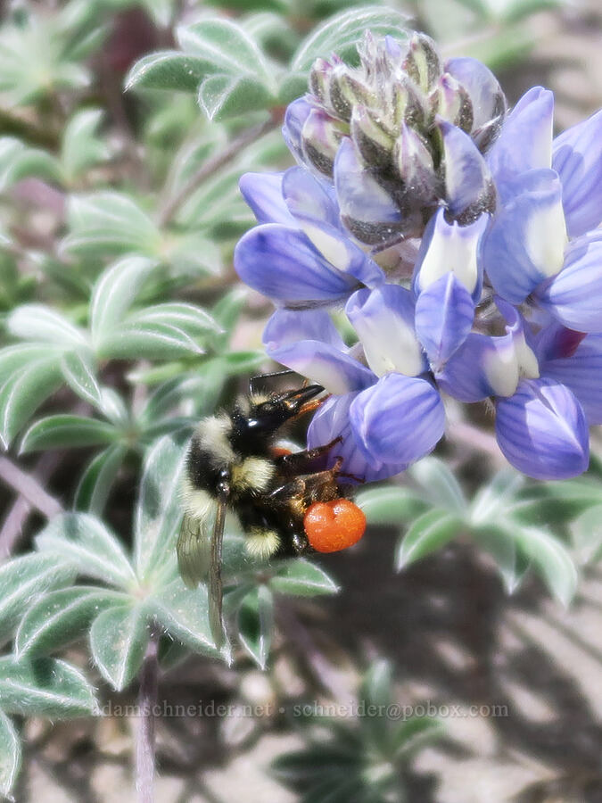 bumblebee on dwarf lupine (Bombus sp., Lupinus lepidus var. lobbii) [above Zigzag Canyon, Mt. Hood National Forest, Clackamas County, Oregon]