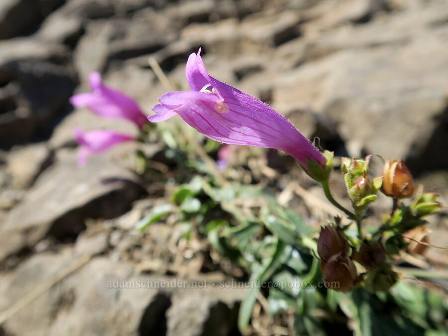 cut-leaf penstemon (Penstemon richardsonii) [Mitchell Point, Hood River County, Oregon]