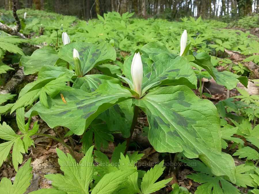 white sessile-flowered trillium (Trillium albidum) [Keizer Rapids Park, Keizer, Marion County, Oregon]