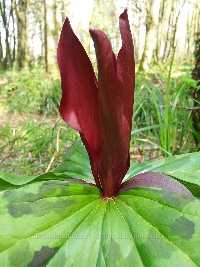 purple trillium (Trillium kurabayashii) [Keizer Rapids Park, Keizer, Marion County, Oregon]