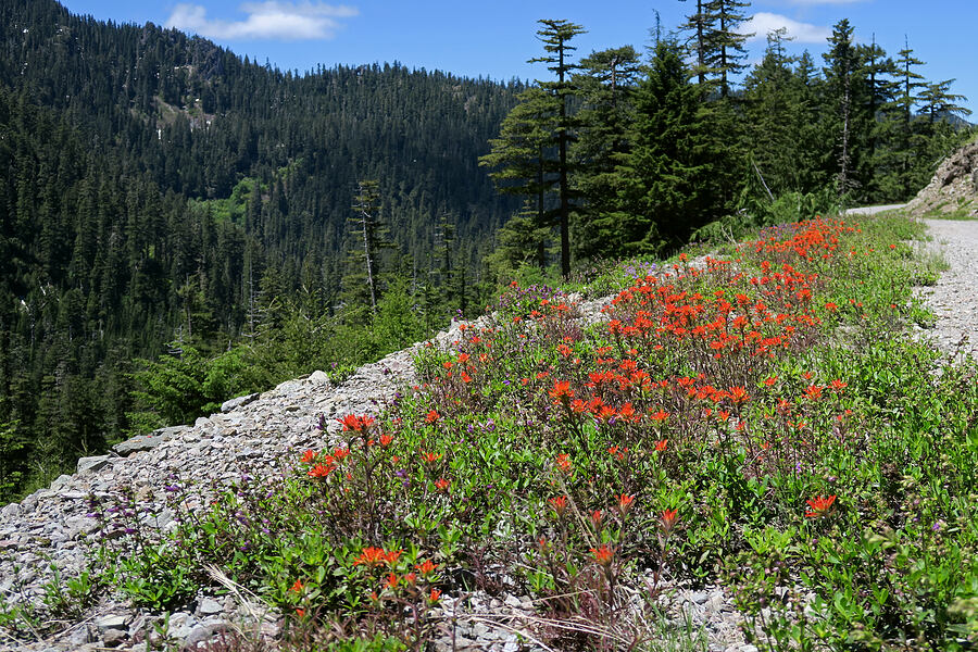 harsh paintbrush (Castilleja hispida) [Forest Road 2207, Willamette National Forest, Marion County, Oregon]