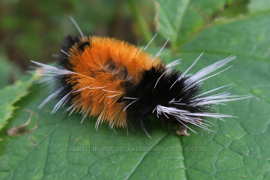 spotted tussock moth caterpillar (Lophocampa maculata) [Table Rock Trail, Table Rock Wilderness, Clackamas County, Oregon]
