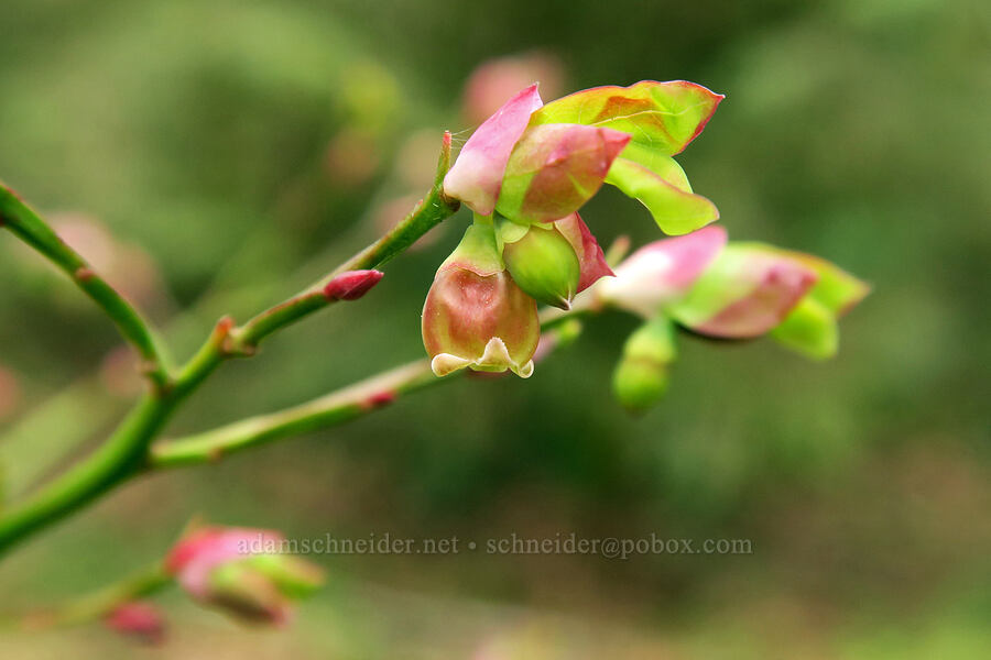red huckleberry leaf buds [Tryon Creek State Park, Portland, Multnomah County, Oregon]