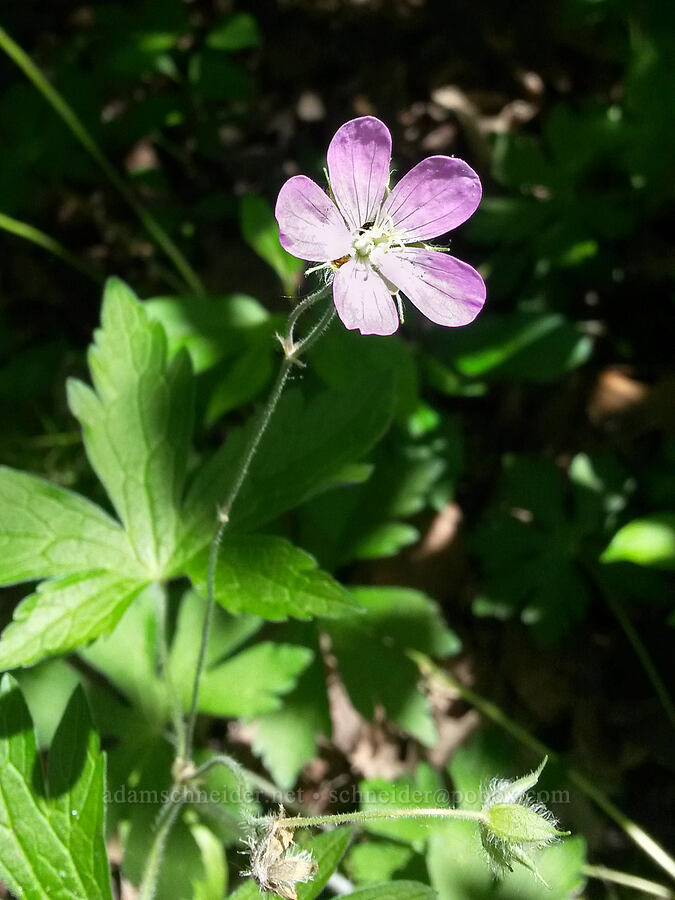 wild geranium (Geranium maculatum) [Lakewood Hills Park, White Bear Lake, Ramsey County, Minnesota]