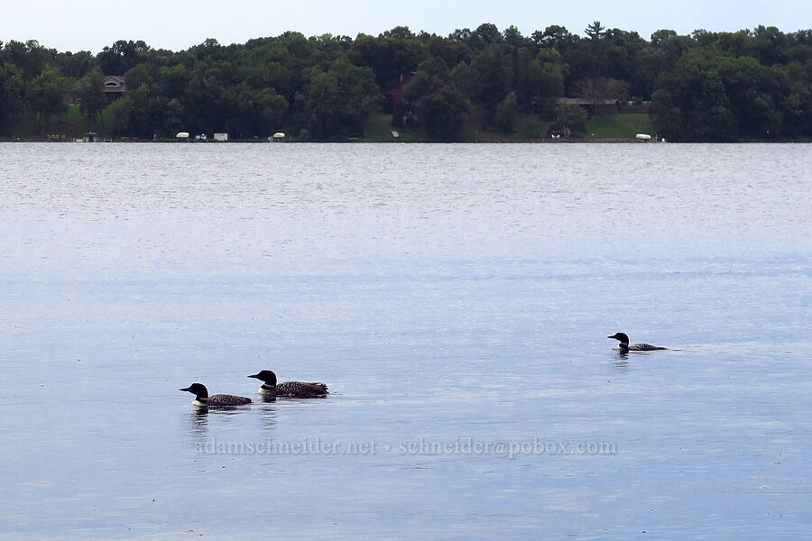 loon family (Gavia immer) [Lake L'Homme Dieu, Alexandria, Douglas County, Minnesota]