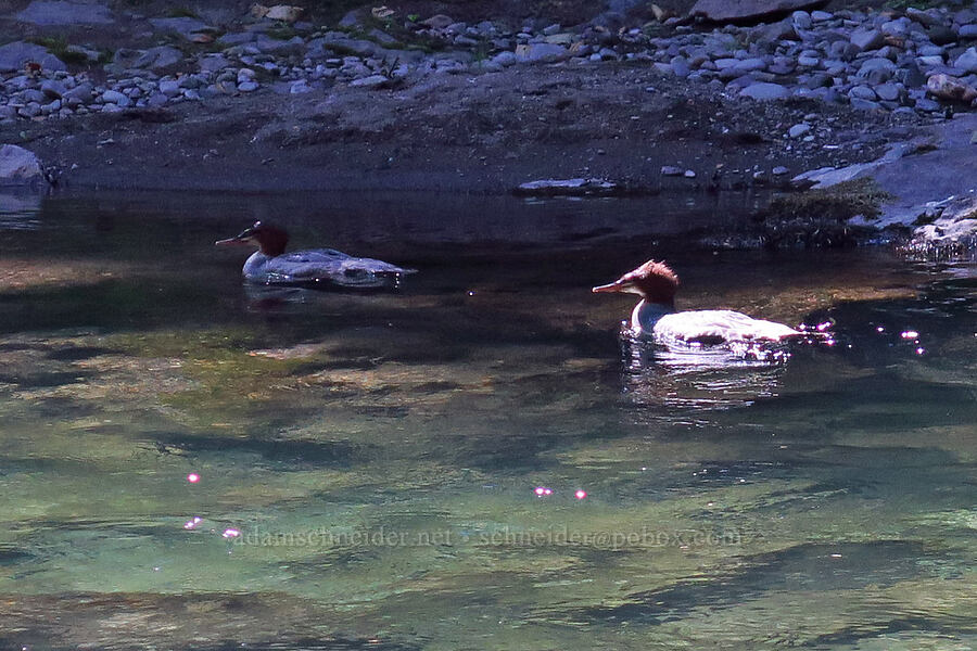 common mergansers (Mergus merganser) [Salmon River Trail, Mt. Hood National Forest, Clackamas County, Oregon]