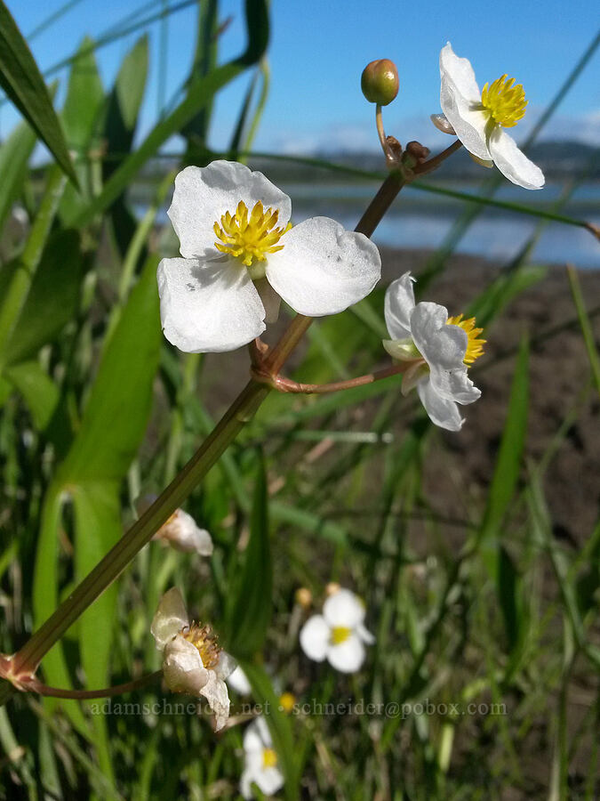broad-leaf arrowhead (wapato) (Sagittaria latifolia) [Sandy River Delta, Troutdale, Multnomah County, Oregon]