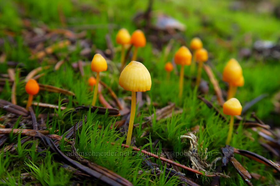 tiny orange mushrooms [Eunice Lake, Indian Heaven Wilderness, Skamania County, Washington]