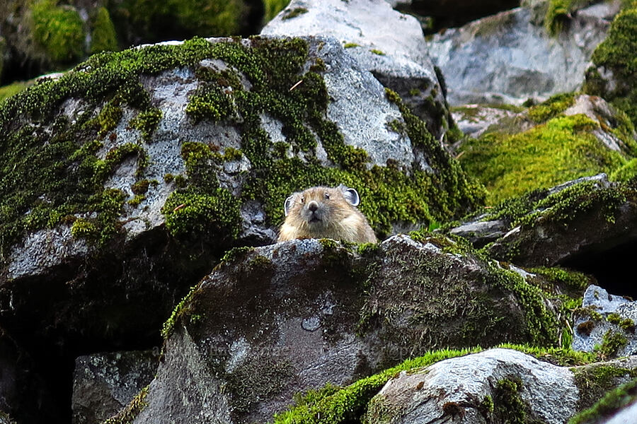 American pika (Ochotona princeps) [Eunice Lake, Indian Heaven Wilderness, Skamania County, Washington]