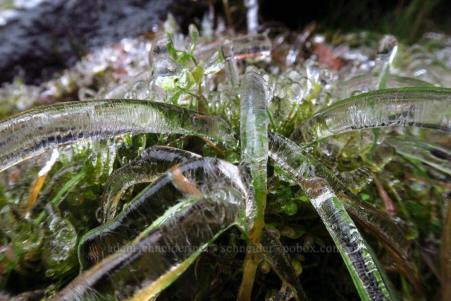 ice on grass leaves [Falls Creek Falls, Gifford Pinchot National Forest, Skamania County, Washington]