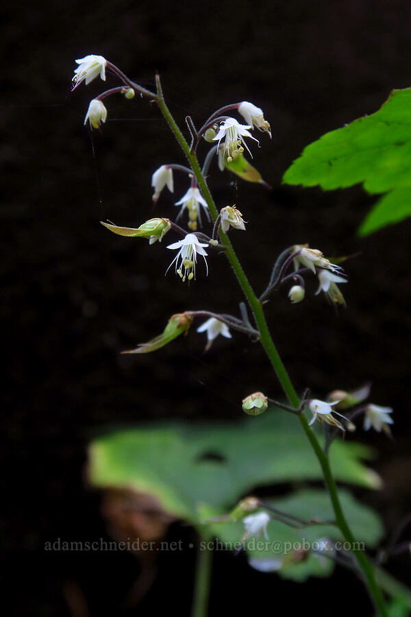 foamflower (Tiarella trifoliata) [Ski Bowl West, Mt. Hood National Forest, Clackamas County, Oregon]