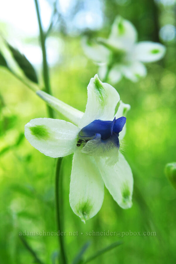 pale larkspur (Delphinium leucophaeum) [Cooper Mountain Nature Park, Washington County, Oregon]