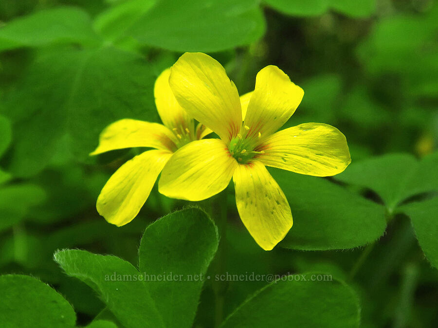 western yellow wood sorrel (Oxalis suksdorfii) [Cooper Mountain Nature Park, Washington County, Oregon]
