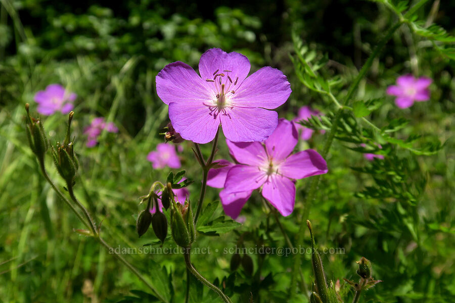 Oregon geranium (Geranium oreganum) [Cooper Mountain Nature Park, Washington County, Oregon]