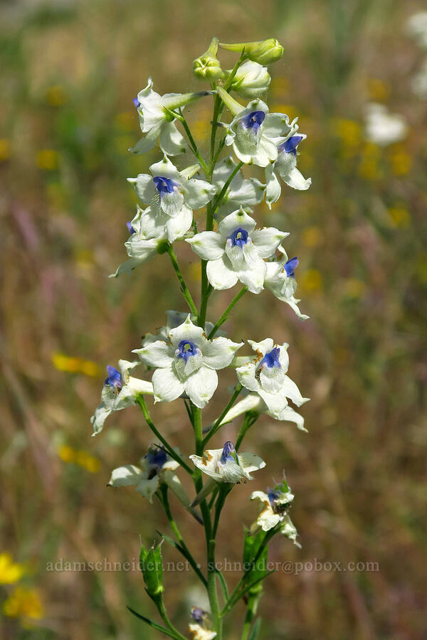 pale larkspur (Delphinium leucophaeum) [Cooper Mountain Nature Park, Washington County, Oregon]