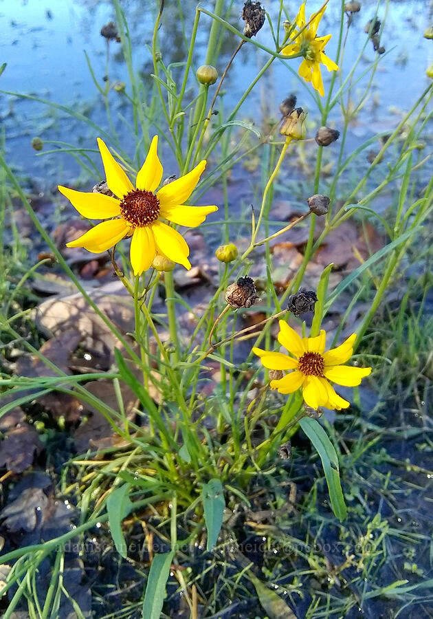 plains coreopsis & puddles (Coreopsis tinctoria) [The Locks Approach Disc Golf Course, Cascade Locks, Hood River County, Oregon]