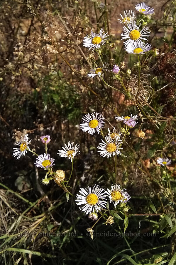 prairie fleabane (Erigeron strigosus) [Timber Park, Estacada, Clackamas County, Oregon]