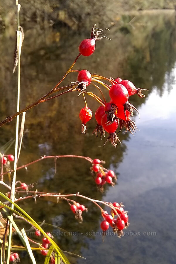 clustered wild rose hips (Rosa pisocarpa) [Timber Park, Estacada, Clackamas County, Oregon]