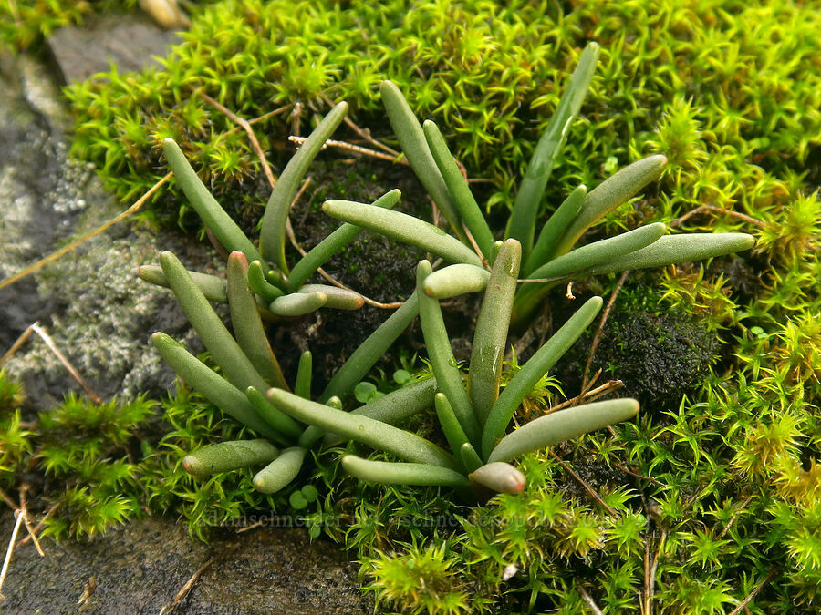 bitterroot leaves (Lewisia rediviva) [Catherine Creek, Gifford Pinchot National Forest, Klickitat County, Washington]