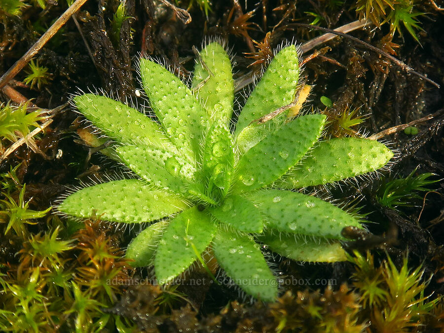 popcorn-flower leaves (Plagiobothrys tenellus) [Catherine Creek, Gifford Pinchot National Forest, Klickitat County, Washington]