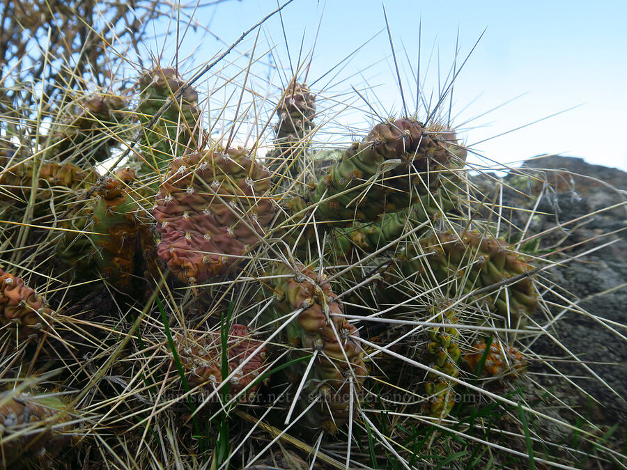 Columbia prickly-pear cactus (Opuntia x columbiana (Opuntia columbiana)) [Seufert County Park, The Dalles, Wasco County, Oregon]