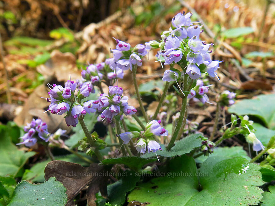 snow queen (Synthyris reniformis (Veronica regina-nivalis)) [Mount Talbert Nature Park, Clackamas County, Oregon]